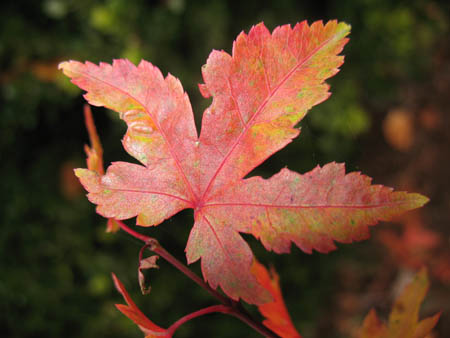 The Perfect Love: Maple Leaf: