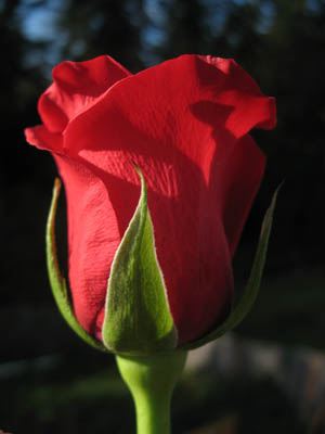 red-rose-tall.jpg