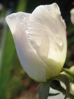 white-rose-tall.jpg